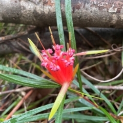Lambertia formosa at Ulladulla Wildflower Reserve - 30 Jun 2024 03:08 PM