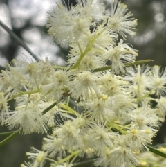 Acacia suaveolens at Ulladulla Wildflower Reserve - 30 Jun 2024 by Clarel