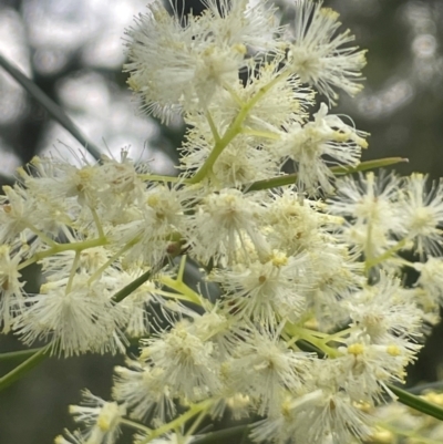 Acacia suaveolens (Sweet Wattle) at Ulladulla Wildflower Reserve - 30 Jun 2024 by Clarel