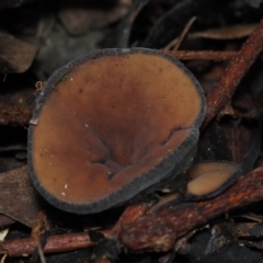 Plectania campylospora (Brown Forest Cup) at BA124 - 30 Jun 2024 by Bushrevival