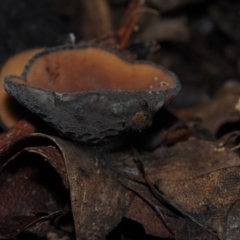 Plectania campylospora at BA124 - 30 Jun 2024 11:16 AM