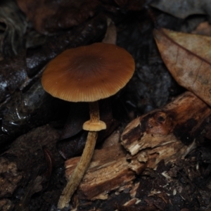 Pholiota sp. at BA124 - 30 Jun 2024 11:17 AM