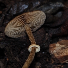 Pholiota sp. at BA124 - 30 Jun 2024 11:17 AM