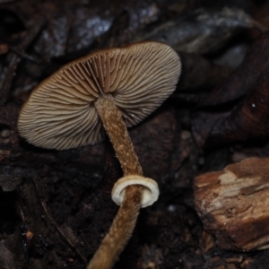 Pholiota sp. at BA124 - 30 Jun 2024 11:17 AM