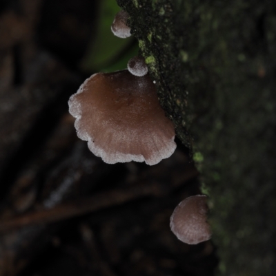 Resupinatus subapplicatus (Resupinatus subapplicatus) at BA124 - 30 Jun 2024 by Bushrevival