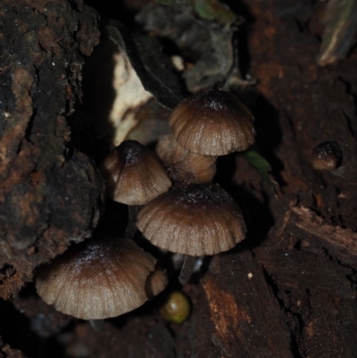 Mycena sp. (genus) (Mycena) at BA124 - 30 Jun 2024 by Bushrevival