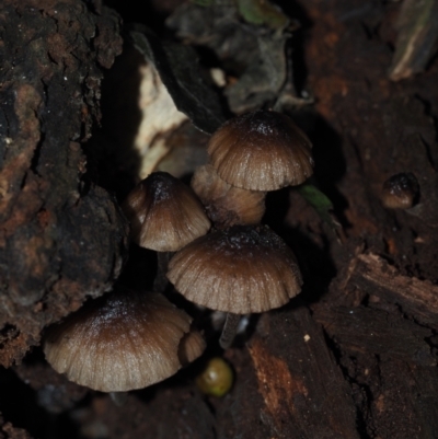 Mycena sp. (Mycena) at BA124 - 30 Jun 2024 by Bushrevival