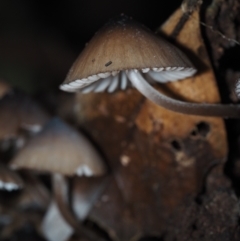 Mycena sp. at BA124 - 30 Jun 2024 11:28 AM