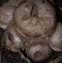 Lycoperdon sp. (Puffball) at BA124 - 30 Jun 2024 by Bushrevival