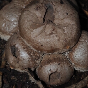 Lycoperdon sp. at BA124 - 30 Jun 2024 11:44 AM