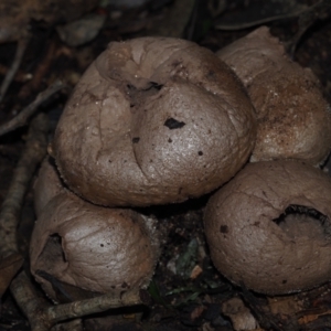 Lycoperdon sp. at BA124 - 30 Jun 2024 11:44 AM