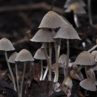 Coprinellus disseminatus (Coprinellus disseminatus) at BA124 - 30 Jun 2024 by Bushrevival