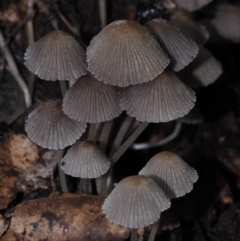 Coprinellus disseminatus at BA124 - 30 Jun 2024 11:37 AM