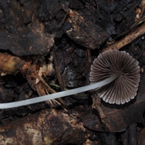 Coprinellus disseminatus at BA124 - 30 Jun 2024 11:37 AM