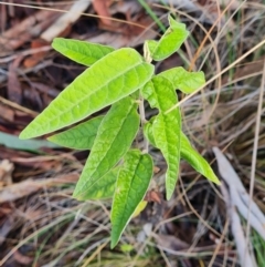 Olearia lirata (Snowy Daisybush) at Aranda Bushland - 25 Jun 2024 by WalkYonder