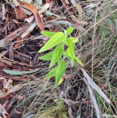 Olearia lirata at Point 4010 - 25 Jun 2024