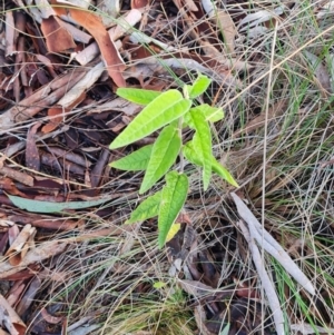 Olearia lirata at Point 4010 - 25 Jun 2024 10:23 AM