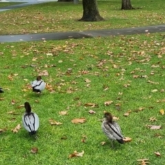 Chenonetta jubata (Australian Wood Duck) at QPRC LGA - 30 Jun 2024 by clarehoneydove