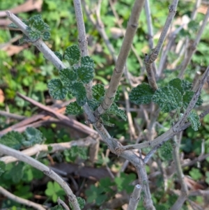 Marrubium vulgare at Ringwood Tank - 30 Jun 2024