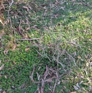 Marrubium vulgare at Ringwood Tank - 30 Jun 2024