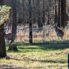 Macropus giganteus (Eastern Grey Kangaroo) at Ringwood Tank - 30 Jun 2024 by Darcy