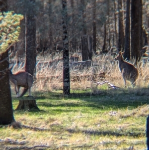 Macropus giganteus at Ringwood Tank - 30 Jun 2024