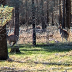 Macropus giganteus at Ringwood Tank - 30 Jun 2024