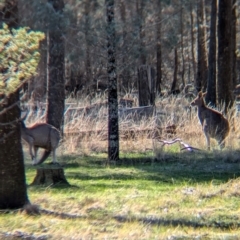 Macropus giganteus at Ringwood Tank - 30 Jun 2024 01:56 PM