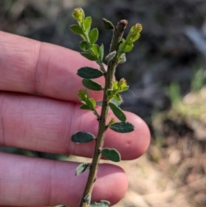 Acacia acinacea at Ringwood Tank - 30 Jun 2024