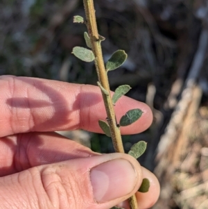 Acacia acinacea at Ringwood Tank - 30 Jun 2024