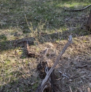 Acacia acinacea at Ringwood Tank - 30 Jun 2024