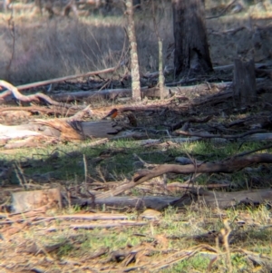 Petroica phoenicea at Ringwood Tank - 30 Jun 2024