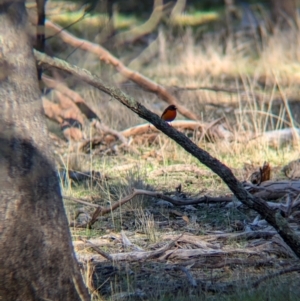 Petroica phoenicea at Ringwood Tank - 30 Jun 2024