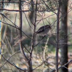 Petroica goodenovii (Red-capped Robin) at Ringwood Tank - 30 Jun 2024 by Darcy