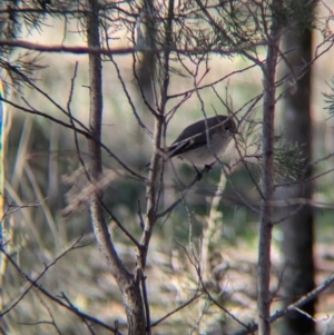 Petroica goodenovii at Ringwood Tank - 30 Jun 2024