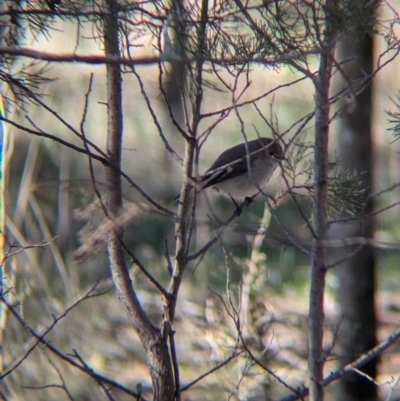 Petroica goodenovii (Red-capped Robin) at Ringwood Tank - 30 Jun 2024 by Darcy