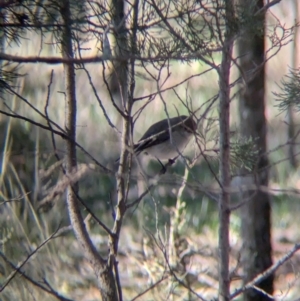 Petroica goodenovii at Ringwood Tank - 30 Jun 2024