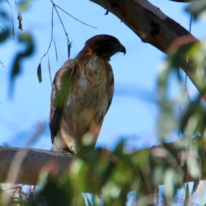 Hieraaetus morphnoides at Wonga Wetlands - 30 Jun 2024