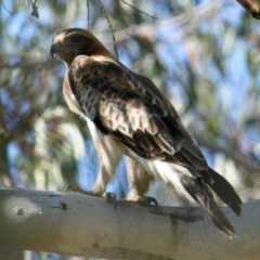 Hieraaetus morphnoides at Wonga Wetlands - 30 Jun 2024