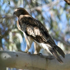 Hieraaetus morphnoides at Wonga Wetlands - 30 Jun 2024