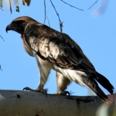 Hieraaetus morphnoides at Wonga Wetlands - 30 Jun 2024