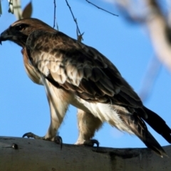 Hieraaetus morphnoides at Wonga Wetlands - 30 Jun 2024