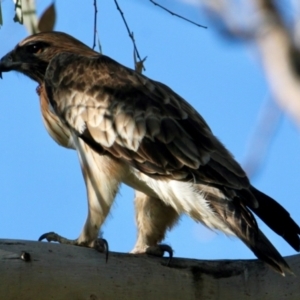 Hieraaetus morphnoides at Wonga Wetlands - 30 Jun 2024