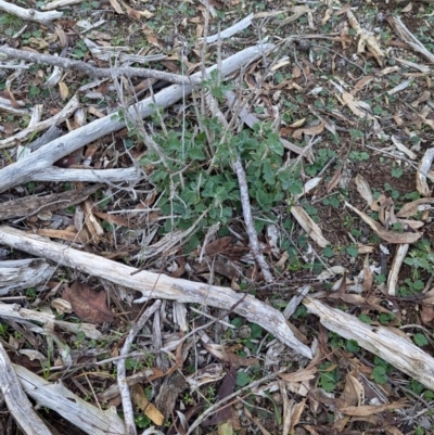 Marrubium vulgare (Horehound) at Ringwood Tank - 30 Jun 2024 by Darcy