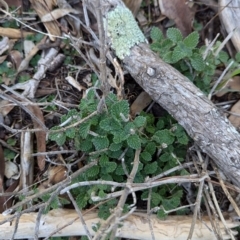 Marrubium vulgare at Ringwood Tank - 30 Jun 2024