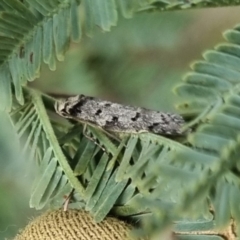 Philobota pedetis at QPRC LGA - 19 Apr 2024