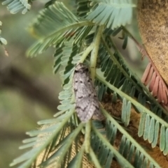 Philobota pedetis at QPRC LGA - 19 Apr 2024