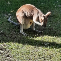 Macropus parryi (Whiptail Wallaby) at Rewan, QLD - 30 Jun 2024 by MB