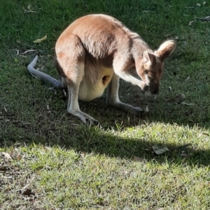 Macropus parryi at Rewan, QLD - 30 Jun 2024 03:08 PM