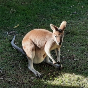 Macropus parryi at Rewan, QLD - 30 Jun 2024 03:08 PM